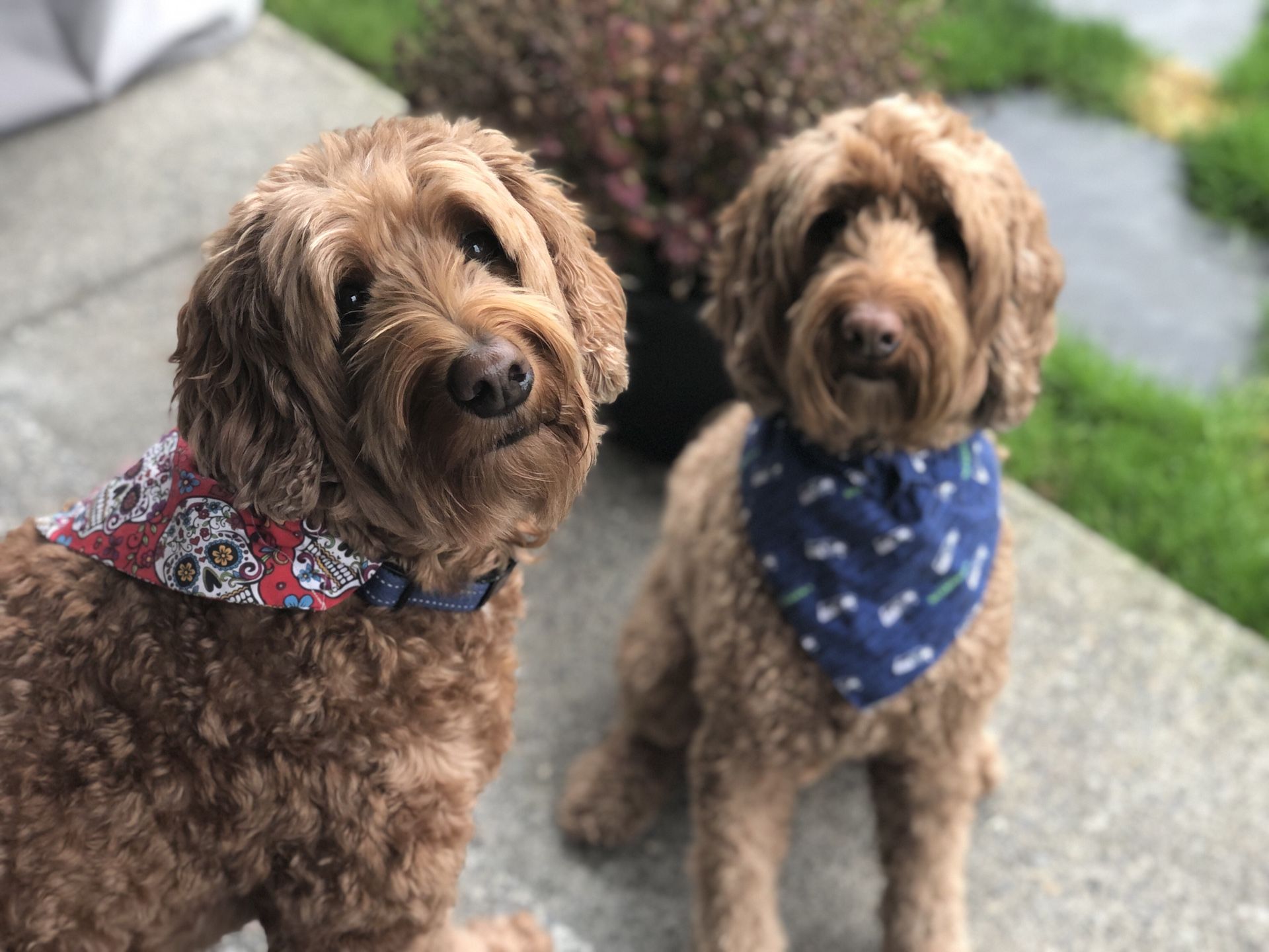 Dog bandanas / dog scarves