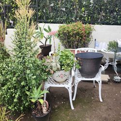 Plant Yard Sale Everything Is For Sale 