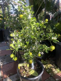 Plant For Sale