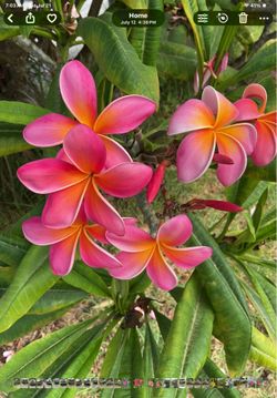 Kaneohe Plumeria cuttings. Large flower and amazing smell. Lots of $10 & $15 cuttings