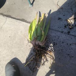 Aloe Vera Plants