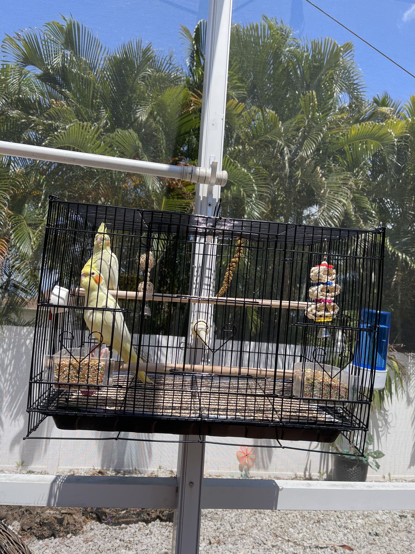 Bird Cage