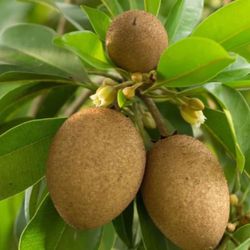 Sapodilla Trees