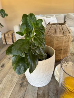 Kalanchoe in White Ceramic Planter