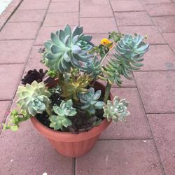 Large Beautiful Mix Succulents Variety Flowers Plants Rosettes Home Garden Yard Patio Lawn Design 