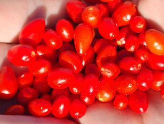 Organic Chiltepin Pepper Seeds And Plants!  2026 SEASON EARLY RELEASE! AVAILABLE NOW!