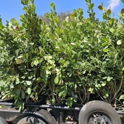 clusias huge 6+ feet tall Instant Privacy Hedge For Fence Green Full 