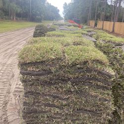 Cut to Order St. Augustine Sod 
