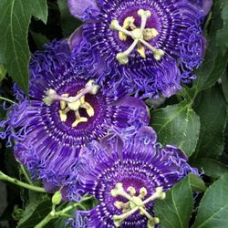 Passion Flower Plant