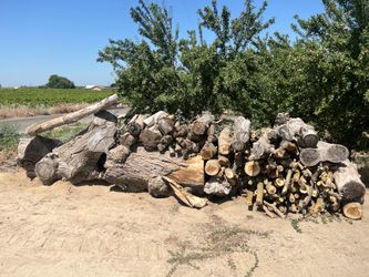 Mulberry wood