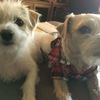 My Buddys