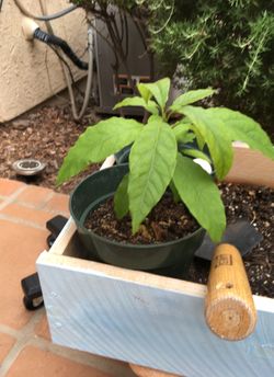 Avocado tree start