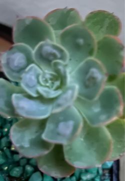 Echiverria in black pot