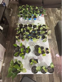 Pothos (NOT FREE MESSAGE FOR PRICE)