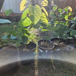 Grewia Asiatica or Sherbet Berry.Falsa Plants