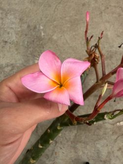 Cutting plumeria