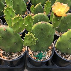 Cactus )Succulent Drought Tolerant 