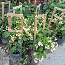 Bleeding Heart Vine🌱white🤍$25