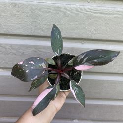 4” pink princess philodendron
