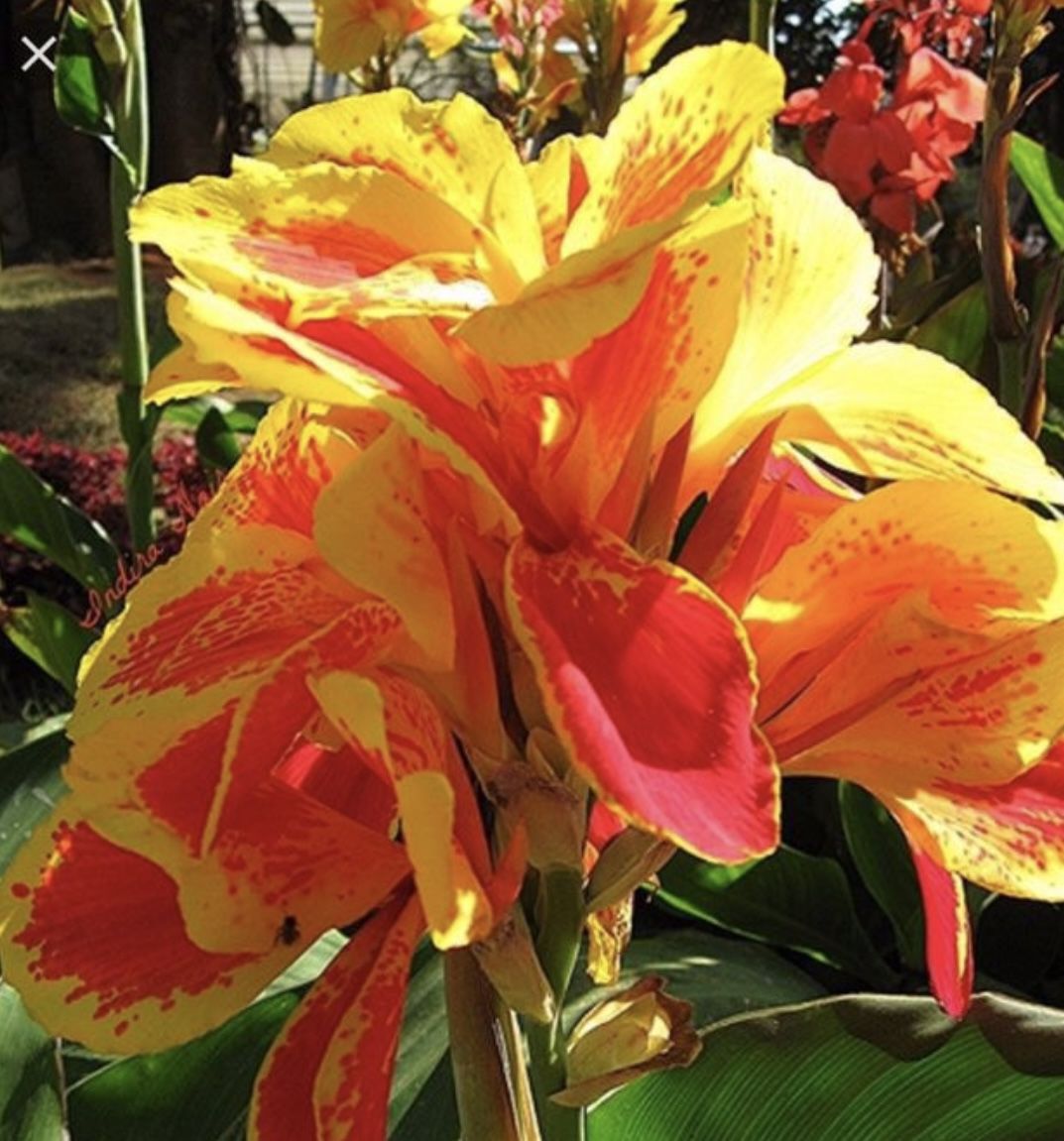 Orange & Yellow Canna Lilies - Available Now!
