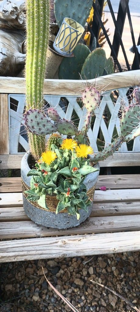 Beautiful Arrangement Succulent And Cactus.