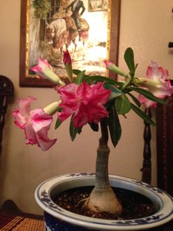 Desert Rose