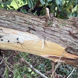 Cedar tree 50 ft for free