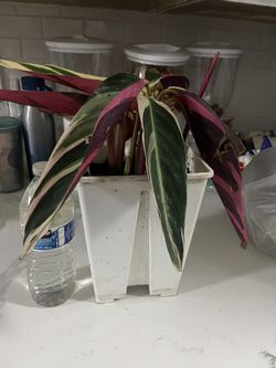 Trio Star Plant