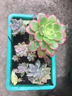 Assorted plants