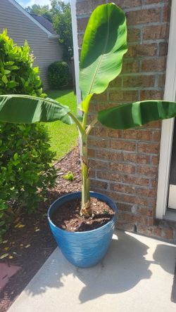 Potted banana tree