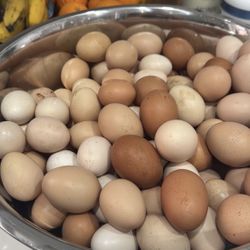 Fresh Organic Eggs, Farm Raised Miami