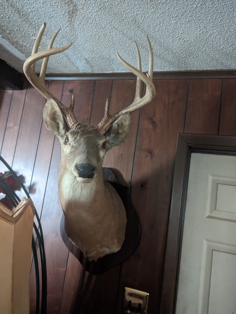 Deer Head for Sale in Virginia Beach, VA OfferUp