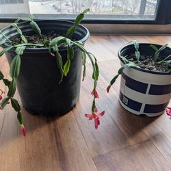 Healthy Christmas Cactus blooming!