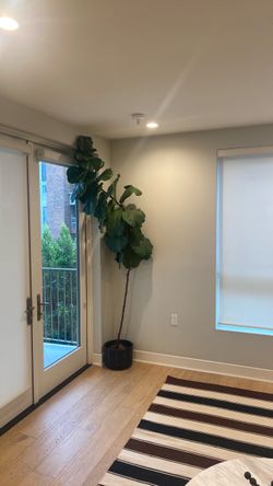 REAL 7 ft tall fiddle leaf fig tree