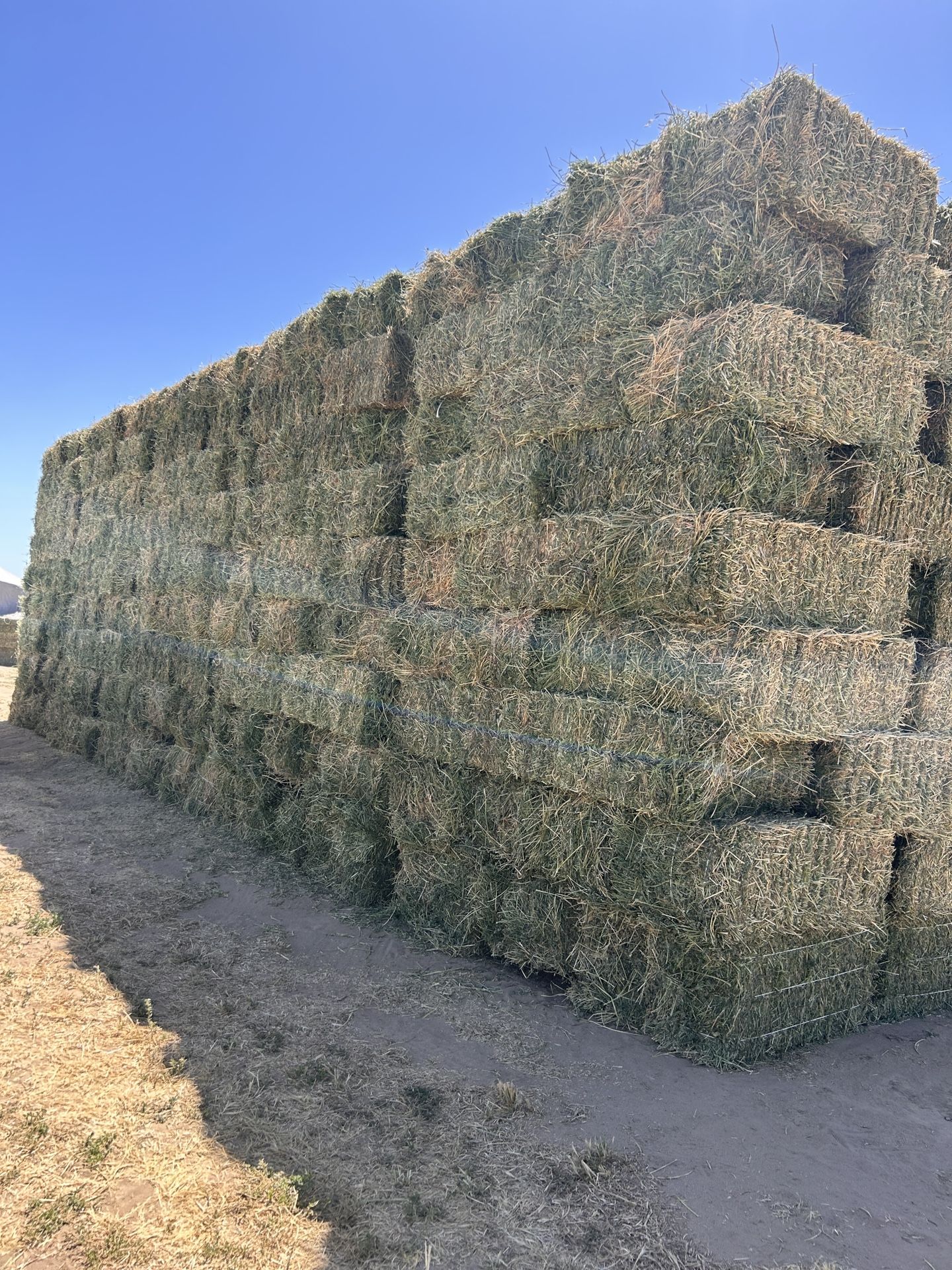 2cut pure alfalfa / 2 corte pura alfalfa