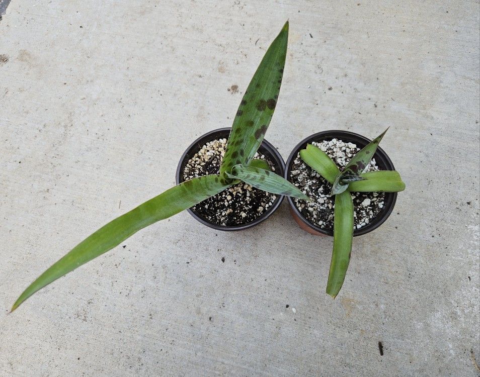 Agave Maculata (Texas tuberose)