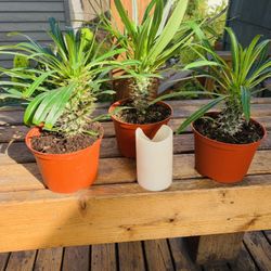 Price is each—Live indoor Madagascar Palm plant in a plastic nursery planter pot—firm price