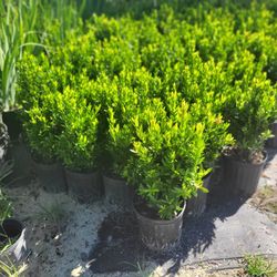 IXORAS PLANTS 3GALLONS 