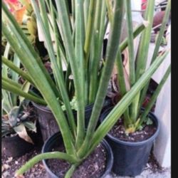 Rare Snake Plants Houseplants Sanseveria