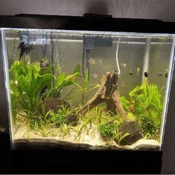 Ready Aquarium Setup - Explore Amazing Water Life watch manage