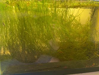 Aquarium moss