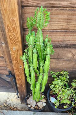 Euphorbia Trigona Cactus ( 1-4 ft. Tall ) 🌵