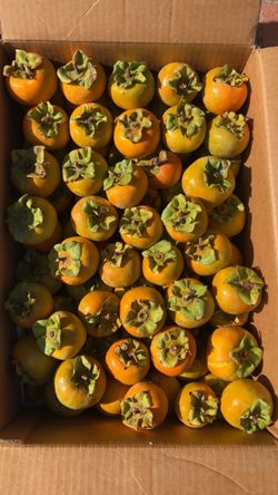 120 pieces fruits of FUYU PERSIMMONS , last box $50 ‼️