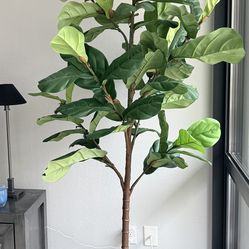 Pottery Barn Fiddle leaf tree and pot