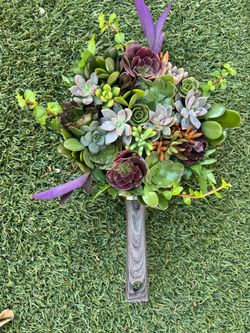 Beautiful Succulent Plants in a pan