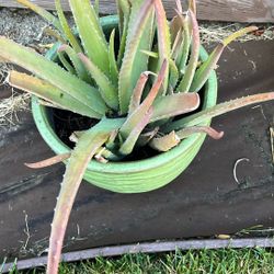 Aloe Vera In Ceramic Pot-Moving Sale