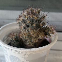 Little Candles Mammillaria Prolifera Cactus Cacti Flower Plant in a Pot