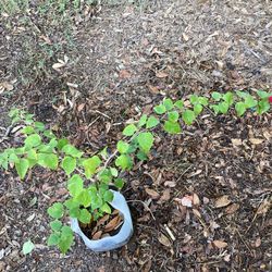 Night Blooming Jasmine Plant 