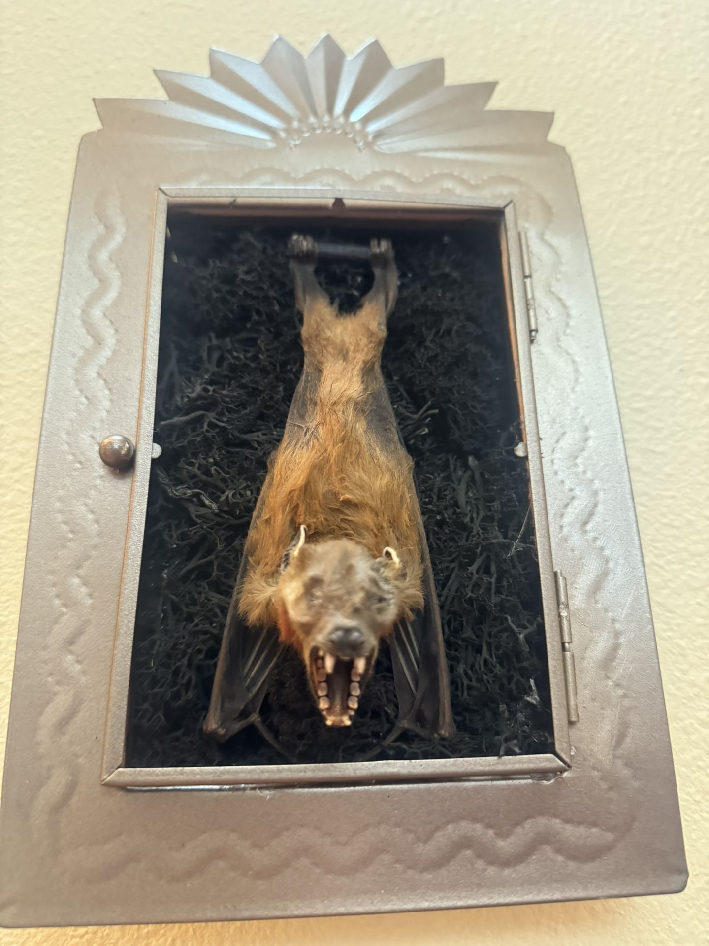 Taxidermy Bat