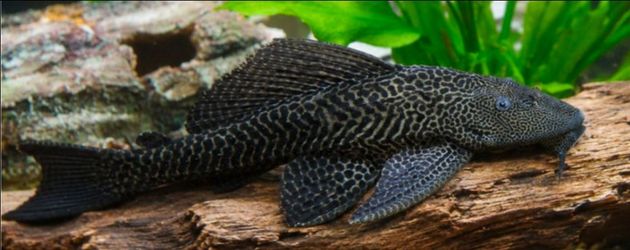 Two Free Five Inch Pleco